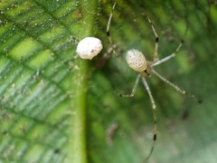 Theridiidae