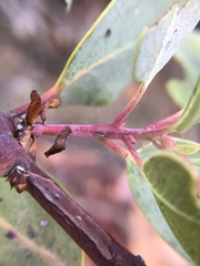 Arctostaphylos rainbowensis