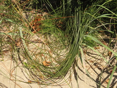 Juncus breweri