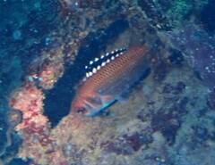 Neoniphon opercularis