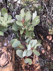 Arctostaphylos rainbowensis