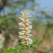 Acacia laeta