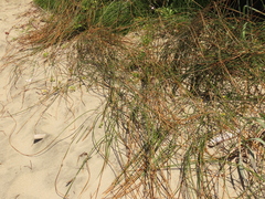 Juncus breweri