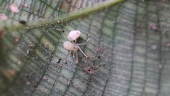 Theridiidae