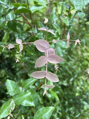 Syzygium baudouinii