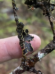 Pseudocyphellaria hawaiiensis