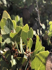 Arctostaphylos rainbowensis