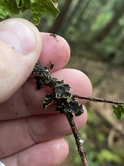 Pseudocyphellaria hawaiiensis