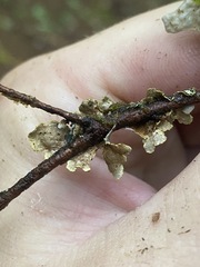 Pseudocyphellaria hawaiiensis