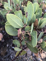 Arctostaphylos rainbowensis