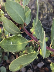 Arctostaphylos rainbowensis