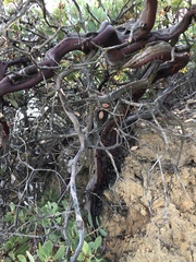 Arctostaphylos rainbowensis