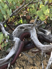Arctostaphylos rainbowensis