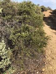 Ceanothus pendletonensis