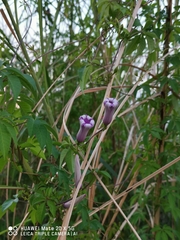 Ipomoea cairica