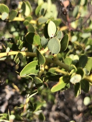 Ceanothus pendletonensis