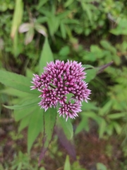 Eupatorium glehnii