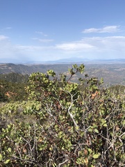 Arctostaphylos rainbowensis