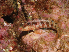 Alloclinus holderi