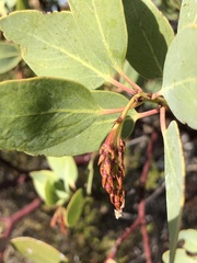 Arctostaphylos rainbowensis
