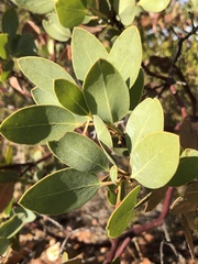 Arctostaphylos rainbowensis