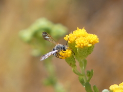 Dieunomia nevadensis