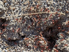 Pogonomyrmex salinus