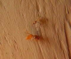 Solenopsis pergandei