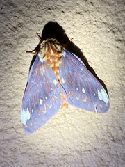 Citheronia beledonon