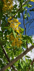 Cassia fistula