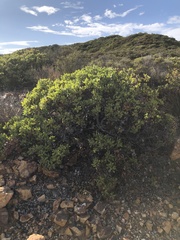 Arctostaphylos rainbowensis
