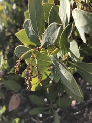 Arctostaphylos rainbowensis