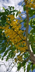 Cassia fistula