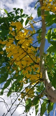 Cassia fistula