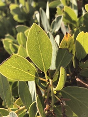 Arctostaphylos rainbowensis