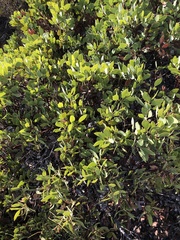 Arctostaphylos rainbowensis