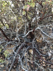 Arctostaphylos rainbowensis