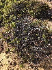 Arctostaphylos rainbowensis