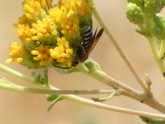 Dieunomia nevadensis