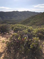 Arctostaphylos rainbowensis