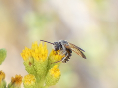 Dieunomia nevadensis