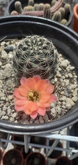 Rebutia