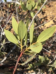 Arctostaphylos rainbowensis