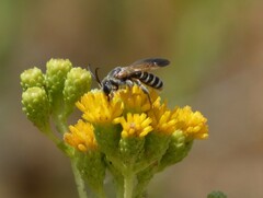 Dieunomia nevadensis