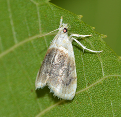 Lipocosmodes fuliginosalis