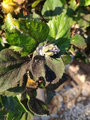 Maconellicoccus hirsutus