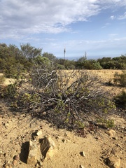 Arctostaphylos rainbowensis