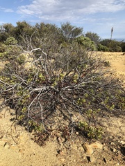 Arctostaphylos rainbowensis