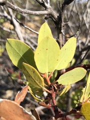 Arctostaphylos rainbowensis