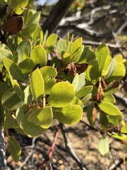Arctostaphylos rainbowensis